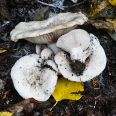 Blushing Milkcap thumbnail 4