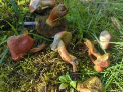 Hortiboletus coccyginus thumbnail 4