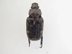 Cremastocheilus canaliculatus thumbnail 2