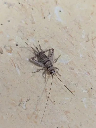 Tropical House Cricket