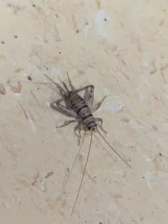 Tropical House Cricket thumbnail 1
