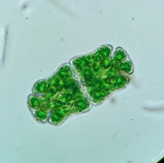 Euastrum crassum thumbnail 3