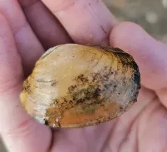 Tidewater Mucket thumbnail 4
