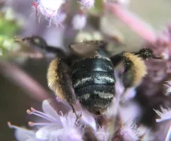 Western Thistle Longhorn Bee thumbnail 2