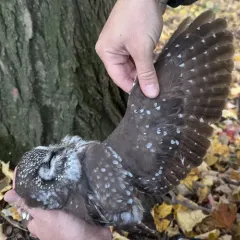 Boreal Owl thumbnail 1
