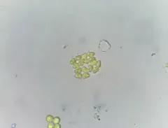 Willea apiculata thumbnail 2