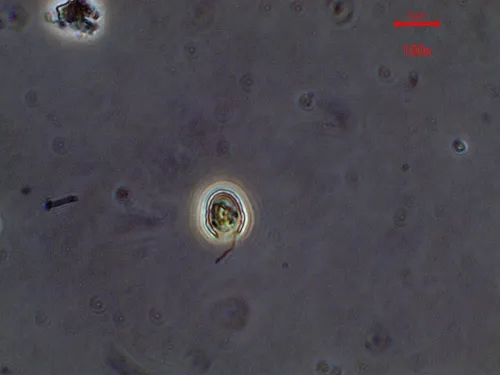 Kephyrion littorale