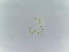 Hindakia tetrachotoma thumbnail 2