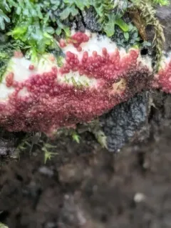 pink polypore mould thumbnail 4