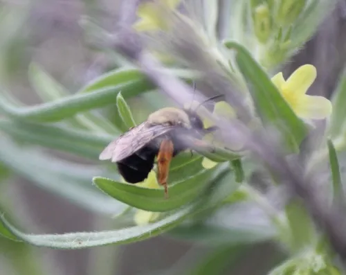Eucera fulvitarsis