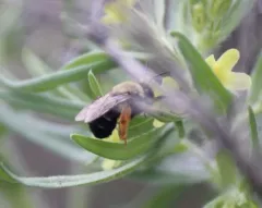 Eucera fulvitarsis thumbnail 1