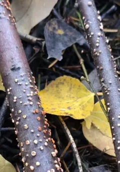 Nectria dematiosa thumbnail 1