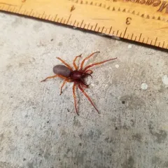 Woodlouse Spider thumbnail 3
