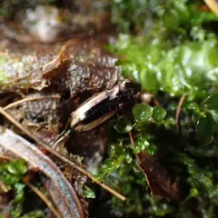 Notiophilus sylvaticus thumbnail 1