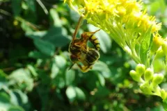 Philanthus gloriosus thumbnail 2