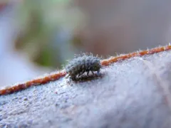 Morulodes serratus thumbnail 3