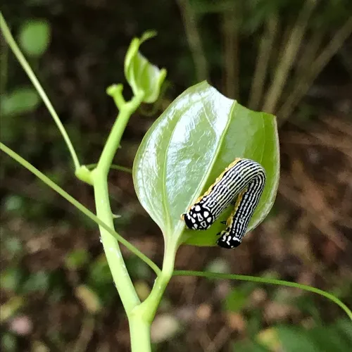 Turbulent Phosphila Moth