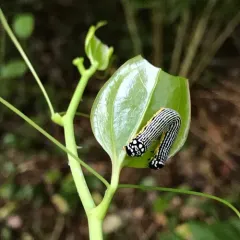 Turbulent Phosphila Moth thumbnail 1