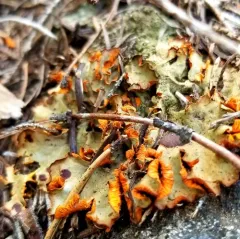 Chocolate Chip Lichen thumbnail 2