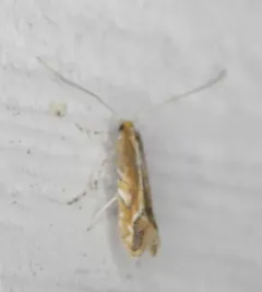 Rusty Oak Leafminer thumbnail 4