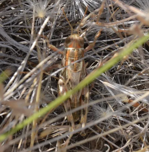Valley Grasshopper