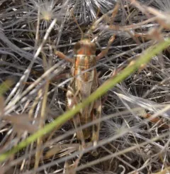 Valley Grasshopper thumbnail 1