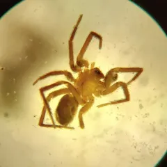 Small-eared Meshweaver thumbnail 3