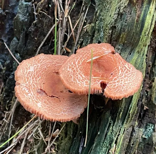 Lentinula reticeps