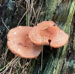 Lentinula reticeps thumbnail 1