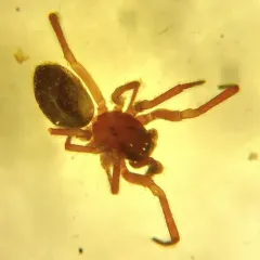 Robertus riparius thumbnail 2