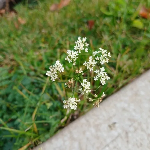 Burnet-saxifrage