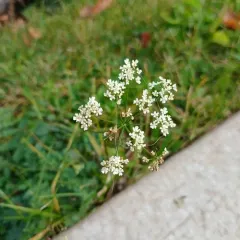 Burnet-saxifrage thumbnail 1