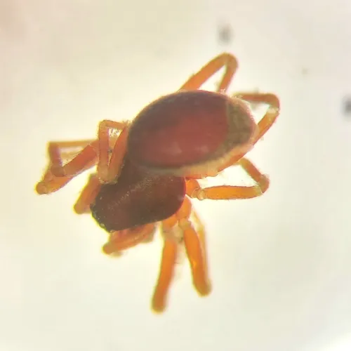 Ceraticelus laetabilis