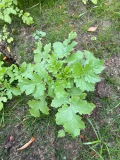 White Mustard thumbnail 3