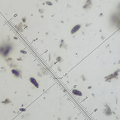 Hysterobrevium mori