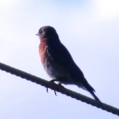 Eastern Bluebird thumbnail 3