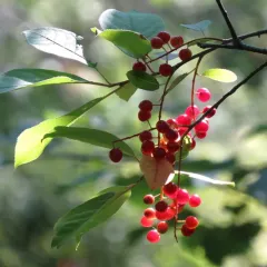 chokecherry thumbnail 3