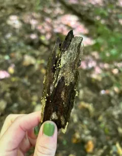 Trichoderma gelatinosum thumbnail 4