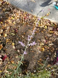Swanleaf Clouding Sage thumbnail 3