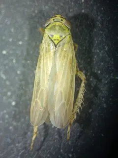 Aster Leafhopper thumbnail 3