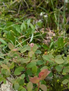 Steven's Spirea thumbnail 3