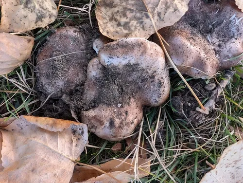 Tricholoma populinum