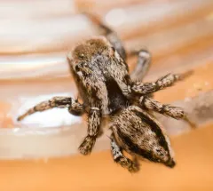 Texas Paradise Spider thumbnail 1