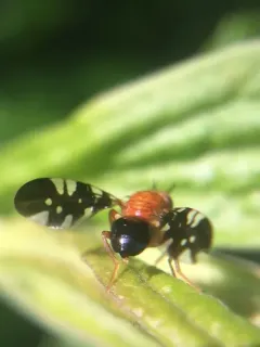 Paramyiolia nigricornis thumbnail 2