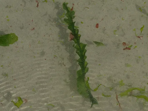 sea spiral