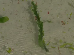 sea spiral thumbnail 1
