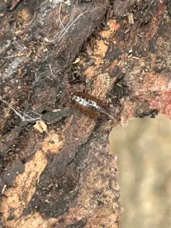 Eastern Rockslater thumbnail 3