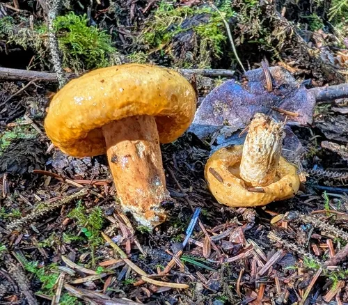 spotted milkcap
