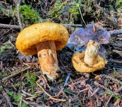 spotted milkcap thumbnail 1