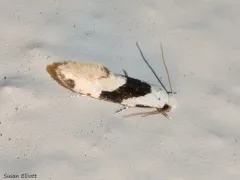 Barred White Clothes Moth thumbnail 2